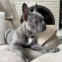 Jack, a male French Bulldog for sale in Chesterfield, MI – Photo 4 of 10