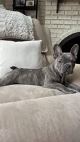 Jack, a male French Bulldog for sale in Chesterfield, MI – Photo 10 of 10