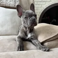 Jack, a male French Bulldog for sale in Chesterfield, MI – Photo 3 of 10