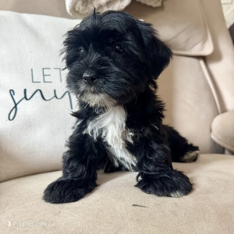 Benny – Yorkipoo puppy for sale in Chesterfield, MI