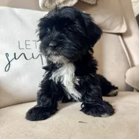 Benny, a male Yorkipoo for sale in Chesterfield, MI – 1 of 5