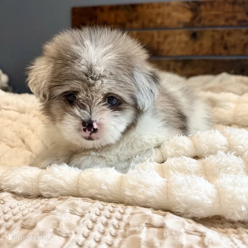Oscar – Pomeranian, Shih Tzu puppy for sale in Chesterfield, MI