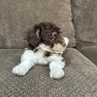 Paulie, a male Havapoo for sale in Chesterfield, MI – 4 of 6