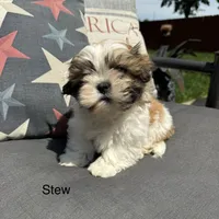 Stew , a male Shichon for sale in Chesterfield, MI – 2 of 6