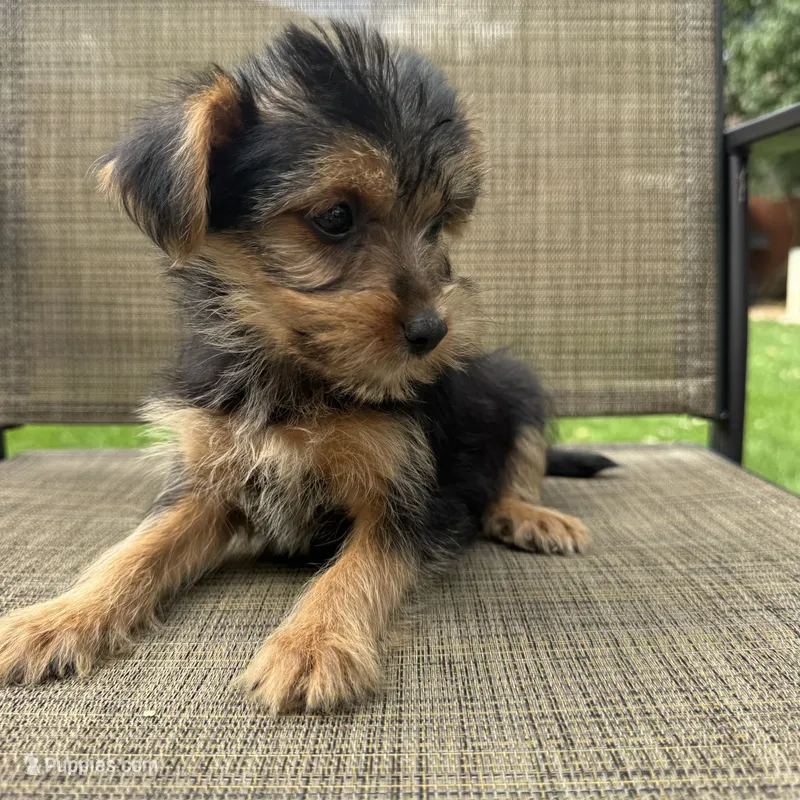 Carl  – Yorkshire Terrier puppy for sale in Chesterfield, MI