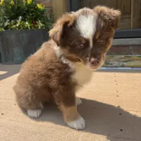 Rachel , a female Miniature Australian Shepherd for sale in Chesterfield, MI – 1 of 5