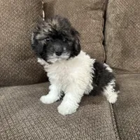 Carmela, a female Havapoo for sale in Chesterfield, MI – 4 of 6