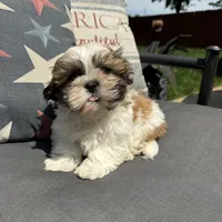 Stew , a male Shichon for sale in Chesterfield, MI – 6 of 6