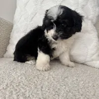 Reba, a female Miniature Aussiedoodle for sale in Chesterfield, MI – 5 of 7