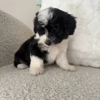 Reba, a female Miniature Aussiedoodle for sale in Chesterfield, MI – 7 of 7