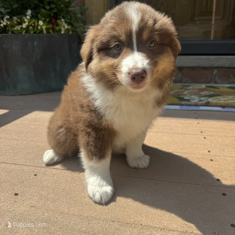 Phoebe  – Miniature Australian Shepherd puppy for sale in Chesterfield, MI