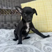 Dylan, a male Chihuahua for sale in Chesterfield, MI – 4 of 5