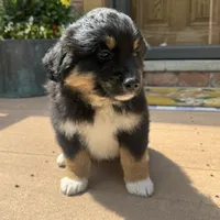 Chandler , a male Miniature Australian Shepherd for sale in Chesterfield, MI – 2 of 6