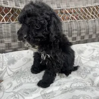 Carly, a female Poodle - Miniature  for sale in Chesterfield, MI – 3 of 7