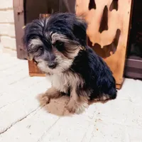 Bridgette, a female Morkie for sale in Macomb, MI – 6 of 6