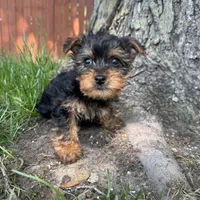 Tiny , a male Yorkshire Terrier for sale in Chesterfield, MI – 4 of 5