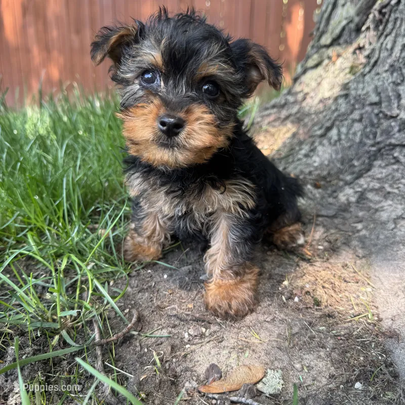 Tiny  – Yorkshire Terrier puppy for sale in Chesterfield, MI