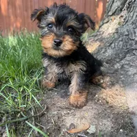 Tiny , a male Yorkshire Terrier for sale in Chesterfield, MI – 1 of 5