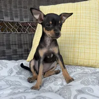 Brenda, a female Chihuahua for sale in Chesterfield, MI – 3 of 5