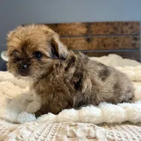 Sasha, a female Pomeranian and Shih Tzu for sale in Chesterfield, MI – 4 of 6