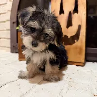 Alexa, a female Maltese and Yorkshire Terrier for sale in Macomb, MI – 1 of 9