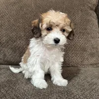 Adriana, a female Havapoo for sale in Chesterfield, MI – 3 of 7