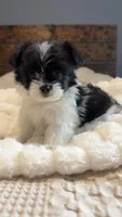 Gracie, a female Pomeranian and Shih Tzu for sale in Chesterfield, MI – 2 of 7