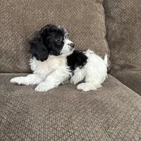 Tony, a male Havapoo for sale in Chesterfield, MI – 6 of 8