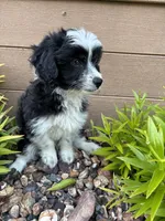 Alex, a male Poodle - Miniature  and Miniature Australian Shepherd for sale in Chesterfield, MI – 4 of 4