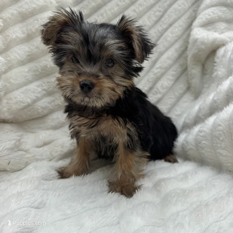 Vinny – Yorkshire Terrier puppy for sale in Chesterfield, MI
