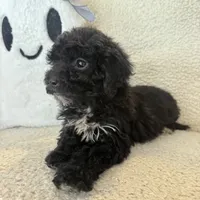 Carly, a female Poodle - Miniature  for sale in Chesterfield, MI – 7 of 7
