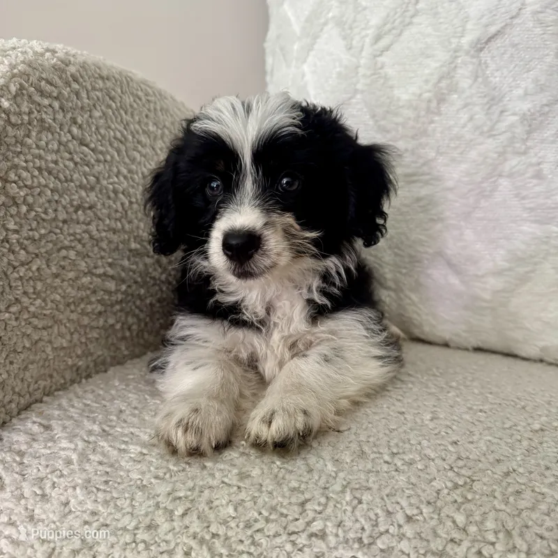Alan – Poodle - Miniature , Miniature Australian Shepherd puppy for sale in Chesterfield, MI