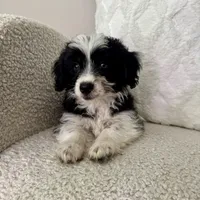 Alan, a male Poodle - Miniature  and Miniature Australian Shepherd for sale in Chesterfield, MI – 1 of 5