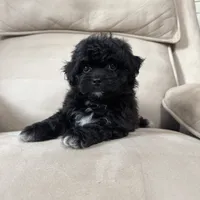 Benji, a male Shihpoo for sale in Chesterfield, MI – 2 of 7