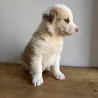 Luke, a male Australian Shepherd for sale in Chesterfield, MI – Photo 3 of 6