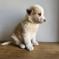 Luke, a male Australian Shepherd for sale in Chesterfield, MI – Photo 5 of 6