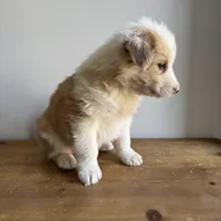 Luke, a male Australian Shepherd for sale in Chesterfield, MI – Photo 4 of 6