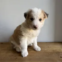 Luke, a male Australian Shepherd for sale in Chesterfield, MI – Photo 2 of 6
