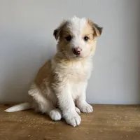 Luke, a male Australian Shepherd for sale in Chesterfield, MI – Photo 6 of 6