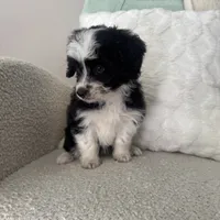 Alan, a male Miniature Aussiedoodle for sale in Chesterfield, MI – 2 of 7