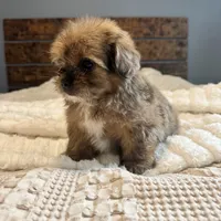 Sasha, a female Pomeranian and Shih Tzu for sale in Chesterfield, MI – 3 of 6