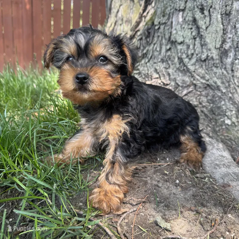 Trevor  – Yorkshire Terrier puppy for sale in Chesterfield, MI