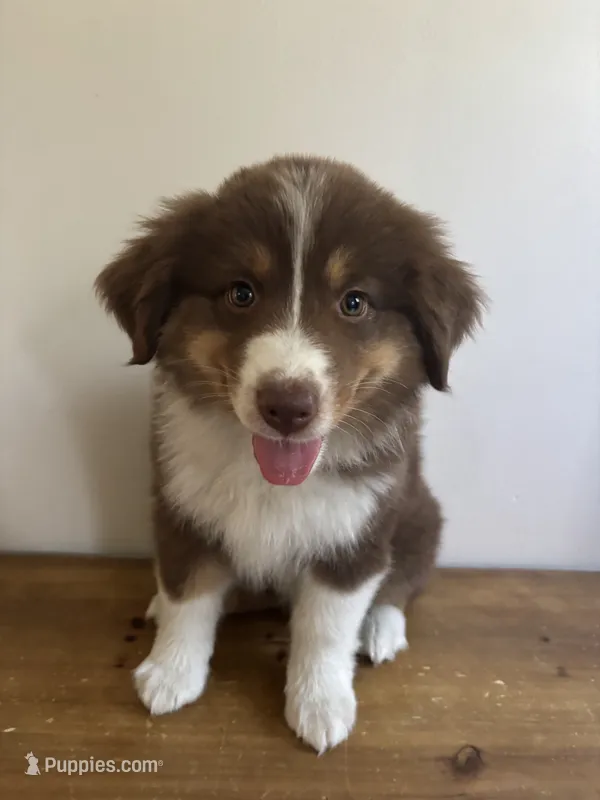 Phoebe – Miniature Australian Shepherd puppy for sale in Chesterfield, MI