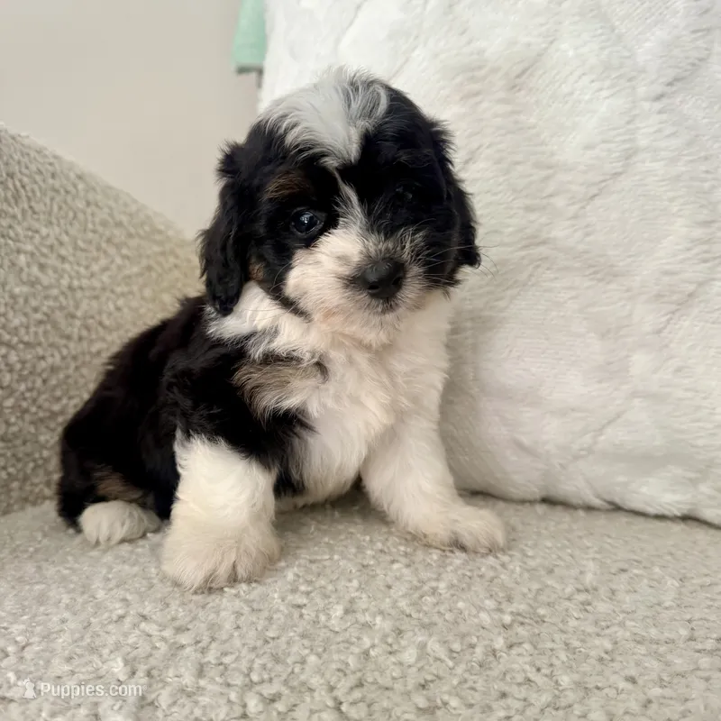 Reba – Miniature Aussiedoodle puppy for sale in Chesterfield, MI