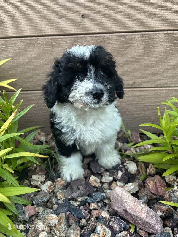 Reba – Poodle - Miniature , Miniature Australian Shepherd puppy for sale in Chesterfield, MI