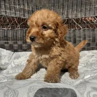 Chucky, a male Poodle - Miniature  for sale in Chesterfield, MI – 10 of 10