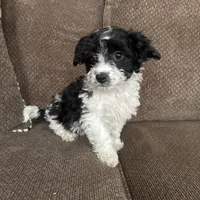 Tony, a male Havapoo for sale in Chesterfield, MI – 3 of 8
