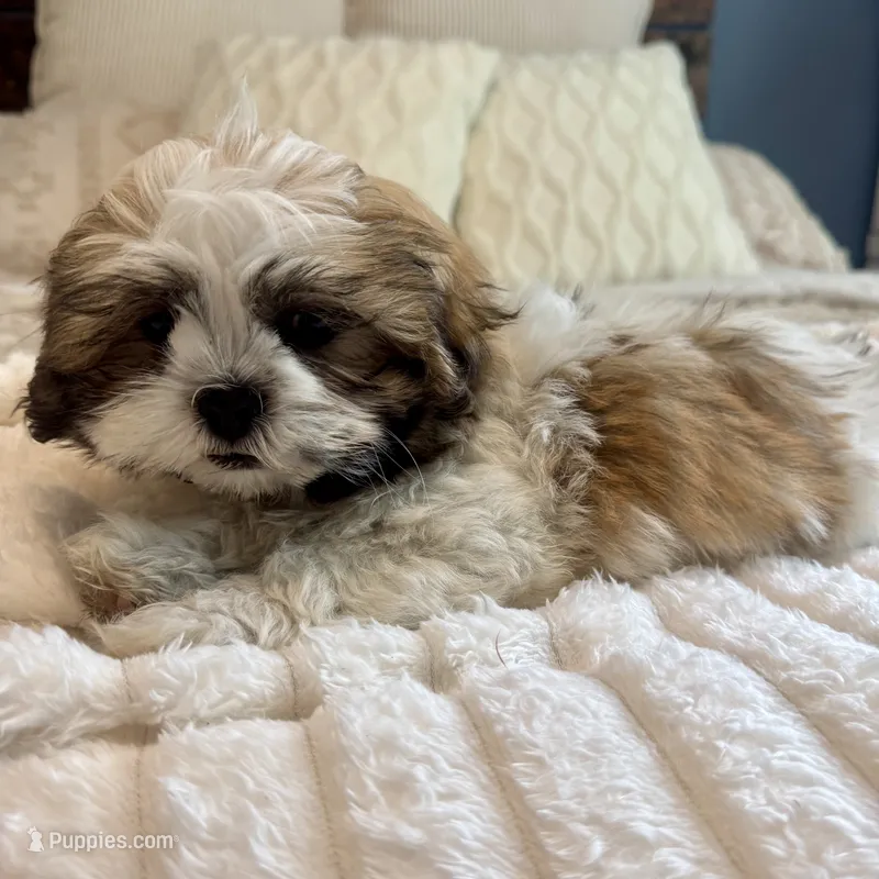 Stew – Shichon puppy for sale in Chesterfield, MI