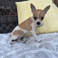 Kelly, a female Chihuahua for sale in Chesterfield, MI – 6 of 6