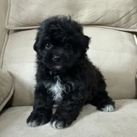 Benji, a male Shih Tzu and Poodle - Miniature  for sale in Chesterfield, MI – 3 of 5